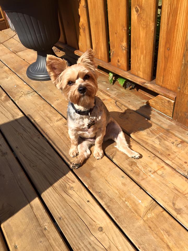 Mishu just sits home and hopes she comes home for a walk before she goes off again! It's a dog's life.